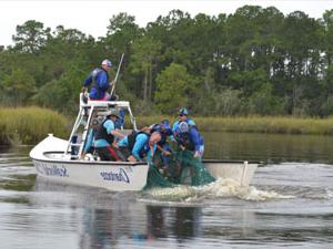 Dauphin Island manatee