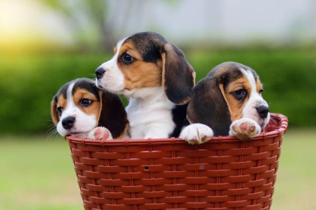 Beagle Puppies